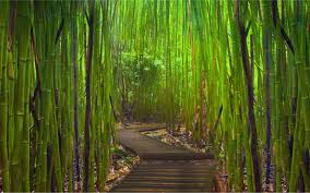 canne bambù